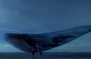 kujira_R